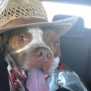 Meet your Posher, Bledi